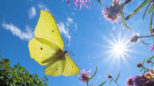 Naturschutz im Frühling Hilfe für die Bedrohten: Was jeder von uns für die Artenvielfalt tun kann