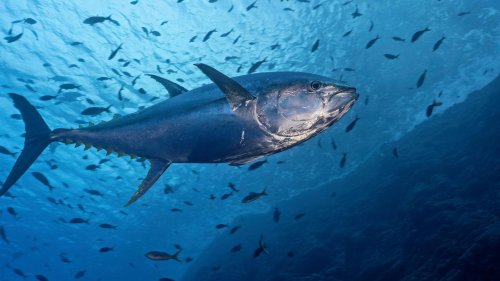 Studie: Meeresschutzgebiete beeinträchtigen die Fischerei nicht
