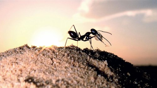 Tierisch trickreich: Ameisen orientieren sich an Hügeln in der Wüste