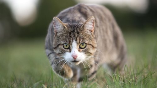 Tierischer Lockdown: In Walldorf-Süd dürfen Katzen zum Vogelschutz nicht mehr ins Freie