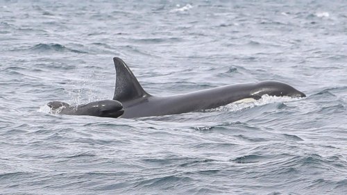 Beute, Spielkamerad? Sonderbares Verhalten: Orcas schwimmen mit Baby-Pilotwalen