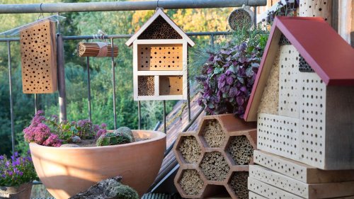 Für Garten und Balkon Nisthilfen, Nahrung & Co: Vier Ideen, um Wildbienen zu unterstützen