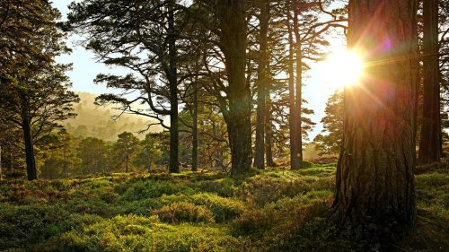 Wald statt Wellness: Peter Wohlleben über die erstaunliche Heilkraft der Bäume (GEOplus)