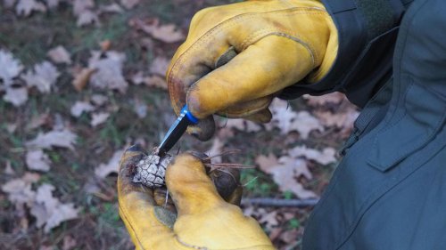 Survival-Trainer zeigt, was wir im Winter im Wald essen können