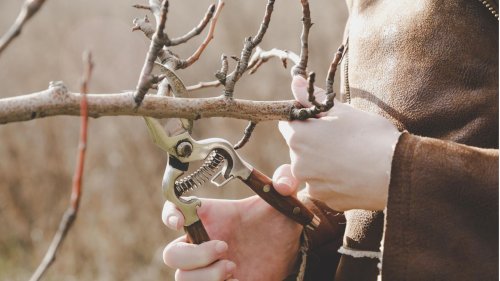 Vor den ersten Knospen: Bäume jetzt im Spätwinter schneiden