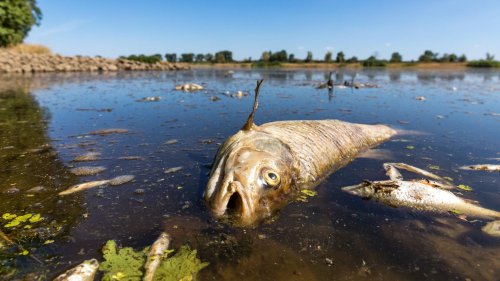 Fischsterben in der Oder: Was bislang bekannt ist