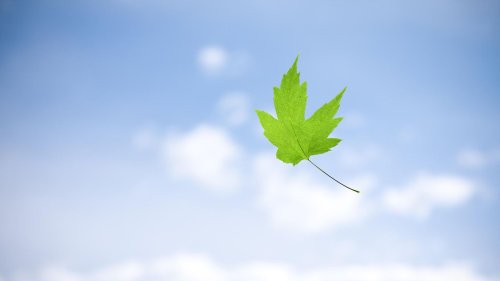 Geometrie Wie die Blatt-Form den Fall beeinflusst – und wozu das den Bäumen nützt