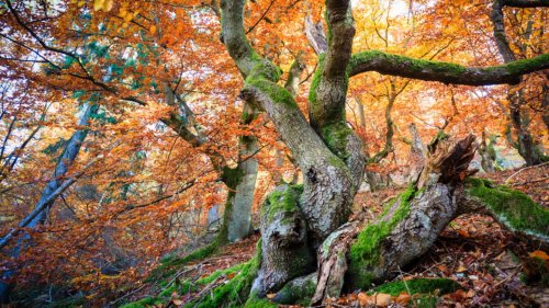 Die zehn schönsten Wälder Deutschlands