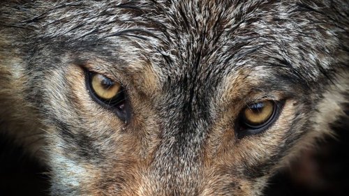 Forscher: Längste Wanderung eines Wolfs nachgewiesen
