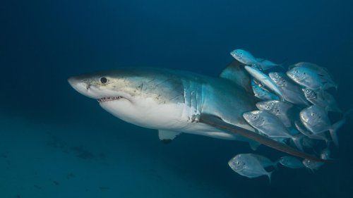 Rätselhaftes Verhalten: Fische nutzen Haie als Scheuerpfahl