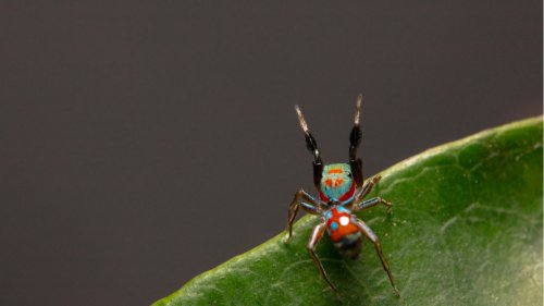 Kurioses Verhalten: Diese Spinne imitiert Ameisen "ungenau"