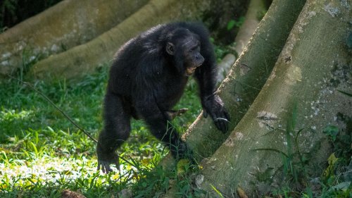 Musik im Urwald Schimpansen trommeln mit Taktgefühl – und liefern Hinweise auf Ursprünge der Musik