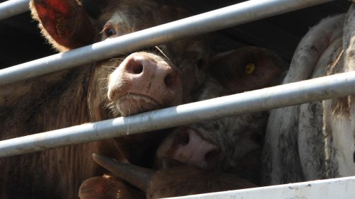 Mutig geht anders: EU will Qualen auf Tiertransporten mindern – und verpasst eine riesige Chance