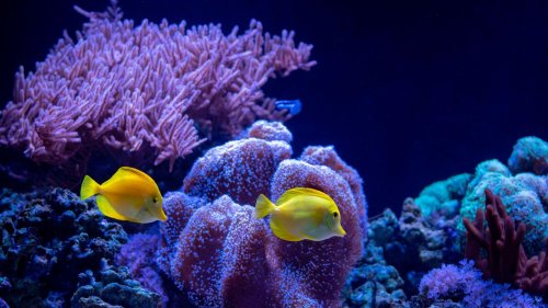 Neue Studie: Aquaristik-Geschäft kosten Millionen Meerestieren das Leben