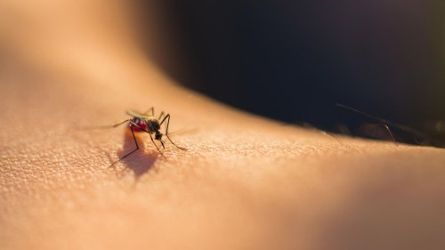 Das Geheimnis der Blutsauger: Wie uns Mücken finden