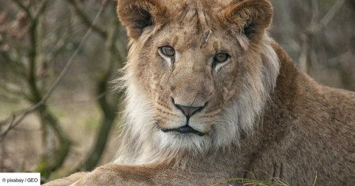 Le lion de compagnie qui a tué son maître révèle les failles d’un trafic ignoré en Irak
