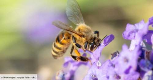 Les abeilles peinent à trouver des fleurs à cause de la pollution automobile, révèle une étude