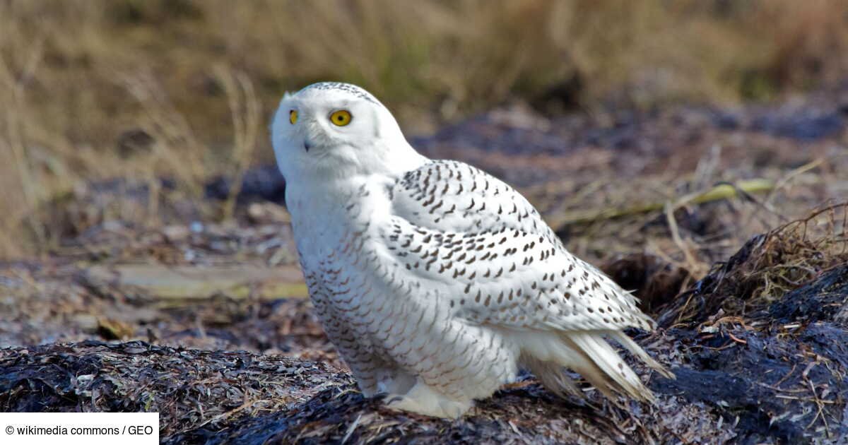 Cet oiseau arctique a viré à l’orange: est-ce dû à un accident ou une mutation?