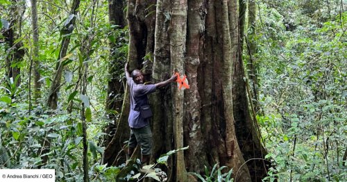 Un colossal millénaire fascine les chercheurs au cœur de la forêt tanzanienne