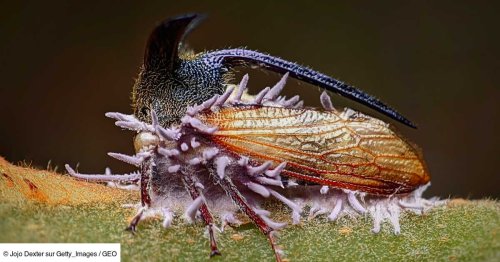 Cordyceps et compagnie: à la rencontre des "Champignons de l'apocalypse"