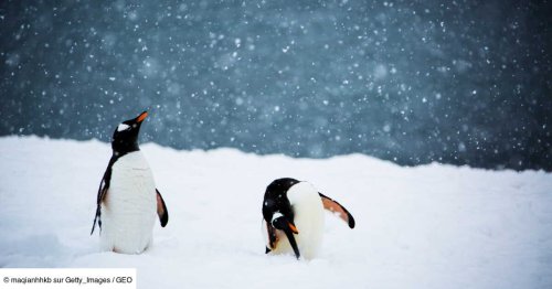 Comment l'Antarctique a-t-il pu gagner de la glace malgré le réchauffement?