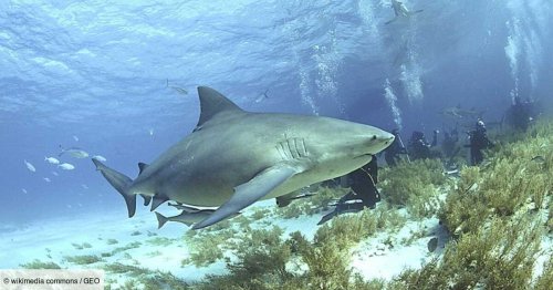 Mystère de la nature : des requins ont vécu 20 ans dans l'étang d'un terrain de golf, avant de disparaître