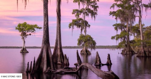 En Floride, immersion dans la nature longtemps impénétrable des Everglades