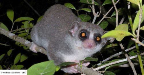 Qui est le chirogale moyen, ce primate qui rajeunit en dormant, et intrigue les scientifiques?