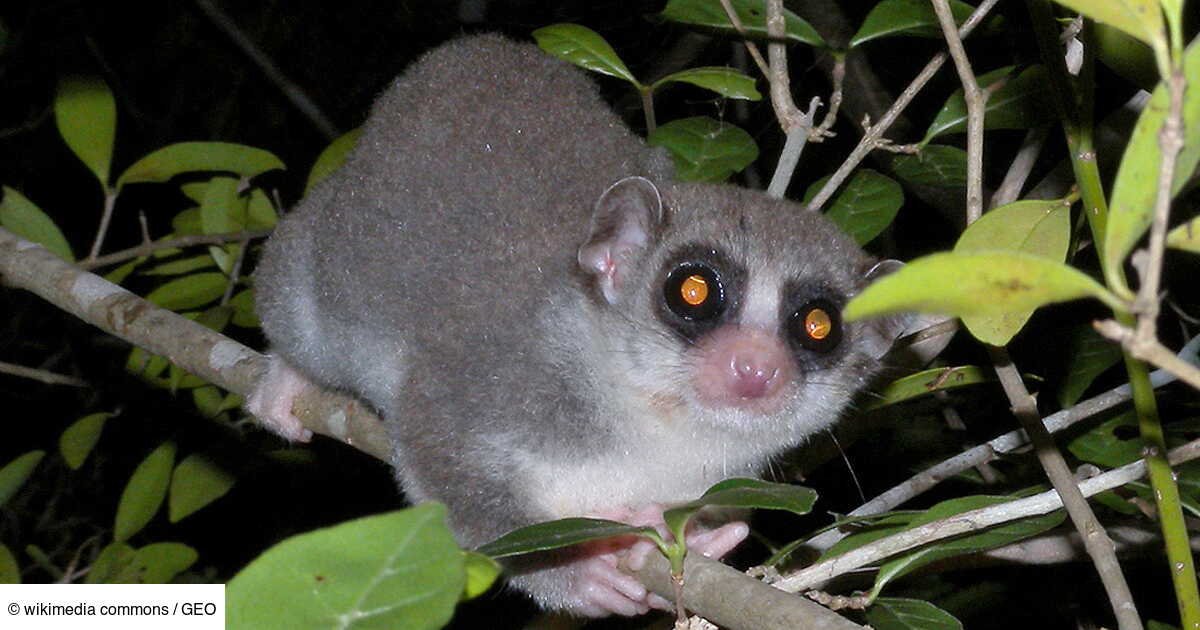 Qui est le chirogale moyen, ce primate qui rajeunit en dormant, et intrigue les scientifiques?