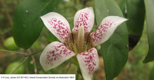 Un parfum d'espoir flotte autour du bois citron, un arbre odorant des Seychelles en danger critique d'extinction