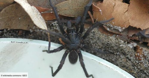 En Australie, des araignées mortelles capables de survivre sous l'eau se cachent dans les piscines