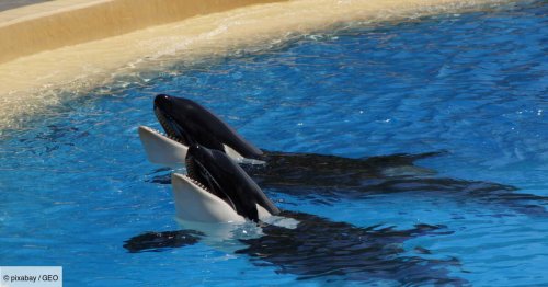 Mort d'une nouvelle orque au Marineland d'Antibes : Quelle est la situation des animaux ? Réponse avec l'association One Voice