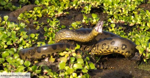 L'anaconda géant appartenant à une nouvelle espèce abattu par balle dans la forêt amazonienne