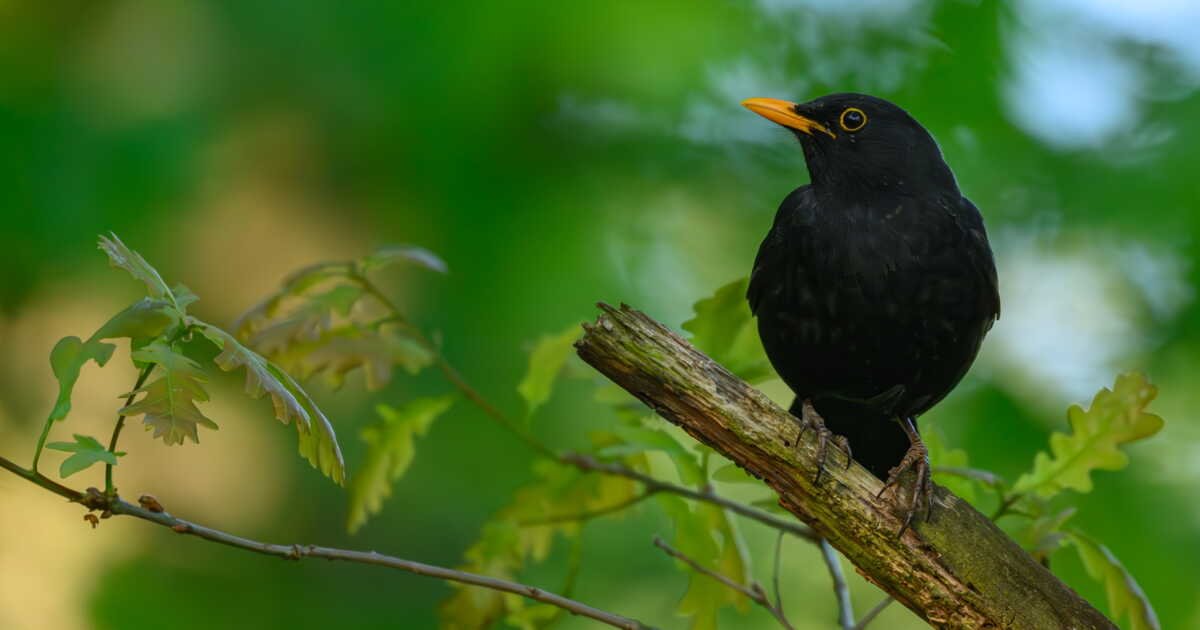Interdiction des néonicotinoïdes: les oiseaux insectivores sont de retour en France!