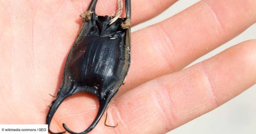 À Jersey, les œufs de requins remplacent ceux en chocolat pour une chasse de Pâques insolite