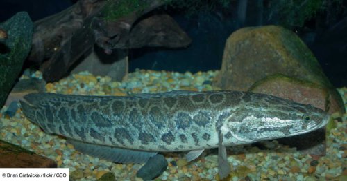 L'Œil de GEO: ce poisson venu d’Asie doit être décapité sur-le-champ, selon les autorités américaines