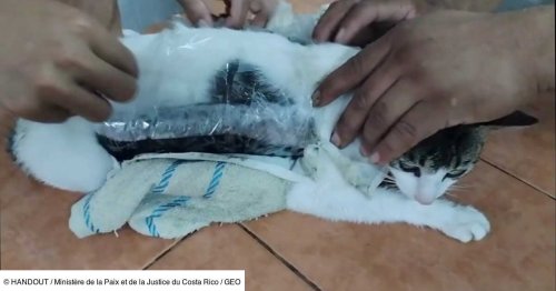 Un chat passeur de drogue arrêté dans une prison au Costa Rica