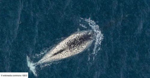 Découvrez le narluga, une créature hybride fascinante trouvée grâce à un crâne en Arctique
