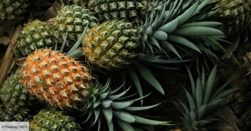 L’odyssée de l’ananas, longtemps symbole de prestige