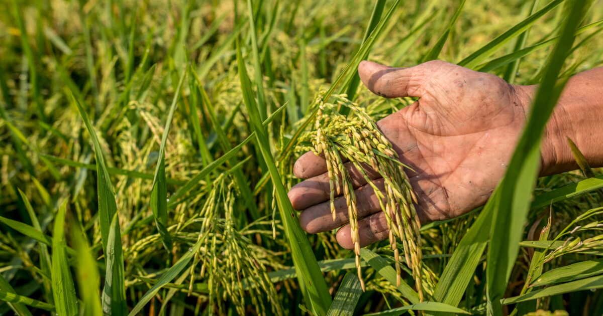 En Angleterre, des scientifiques préparent l’agriculture de demain, transformée par le changement climatique