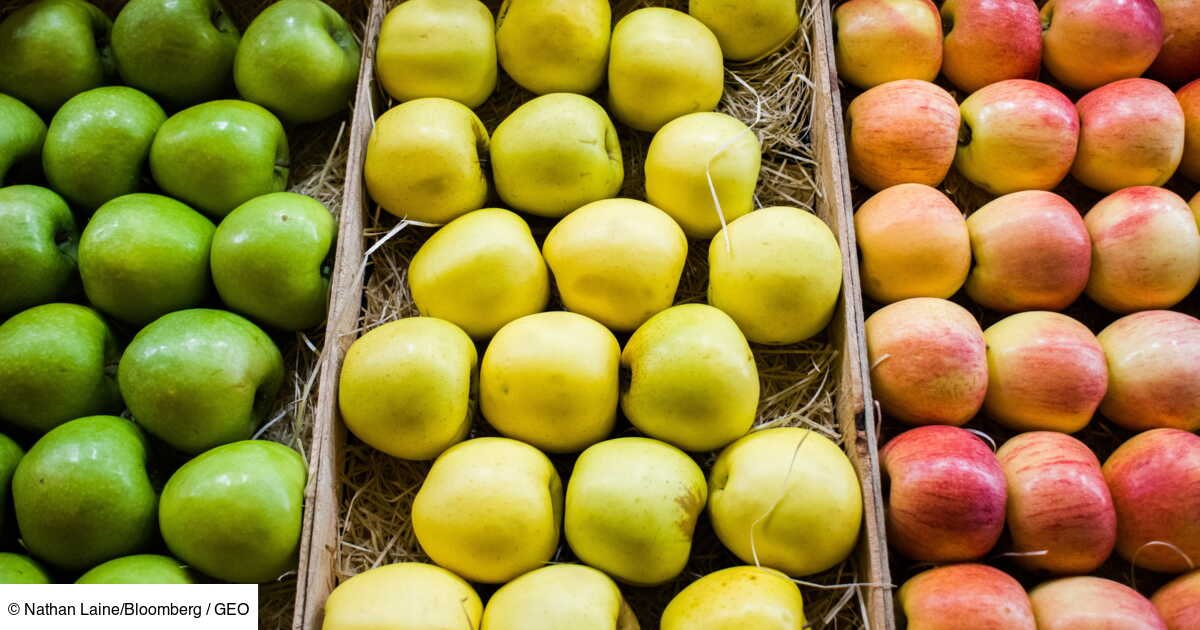 La pomme « zéro pesticide » de demain, c’est peut-être elle