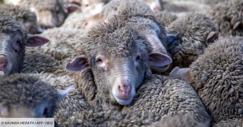 En Nouvelle-Zélande, ambiance zen pour des moutons ultra-choyés