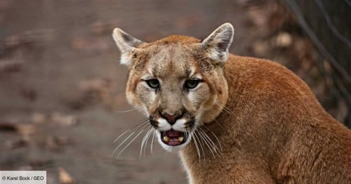 Première attaque fatale en 20 ans : un cougar tue un homme en Californie