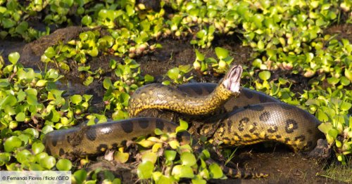Une nouvelle espèce d'anaconda géant, le serpent le plus lourd du monde, découverte dans la forêt amazonienne