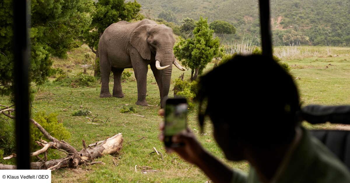 En Afrique du Sud, une attaque d'éléphant entraine la mort d'un touriste