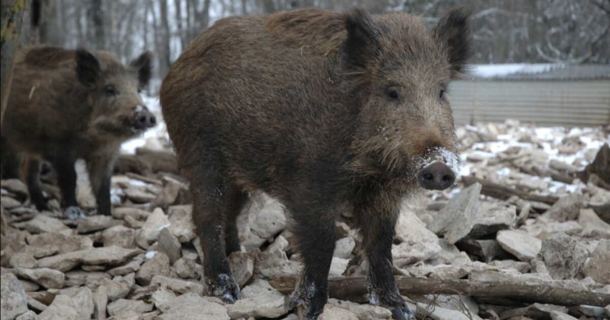 90 millions d’euros par an: les chasseurs ne veulent plus payer seuls pour les dégâts des sangliers