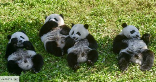 Bonheur et Harmonie: deux pandas prometteurs pour la survie de l'espèce