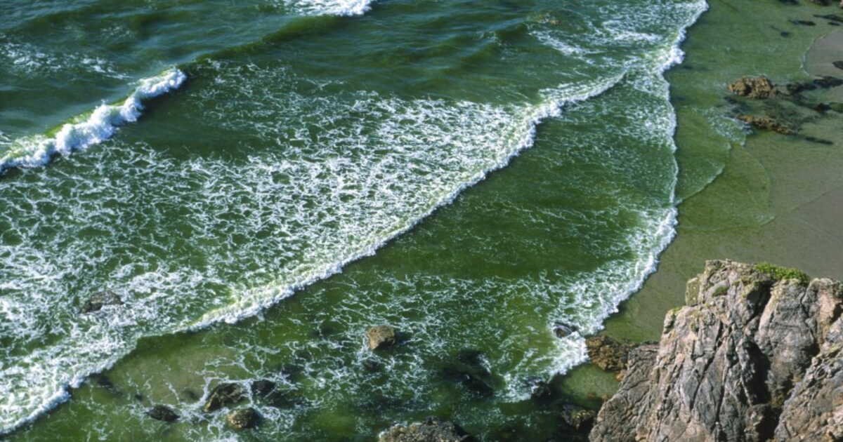 En Bretagne, des lycées agricoles sous l’influence de l’industrie agroalimentaire