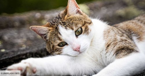 Une simple piqûre pourrait stériliser les chats (et régler bien des problèmes)