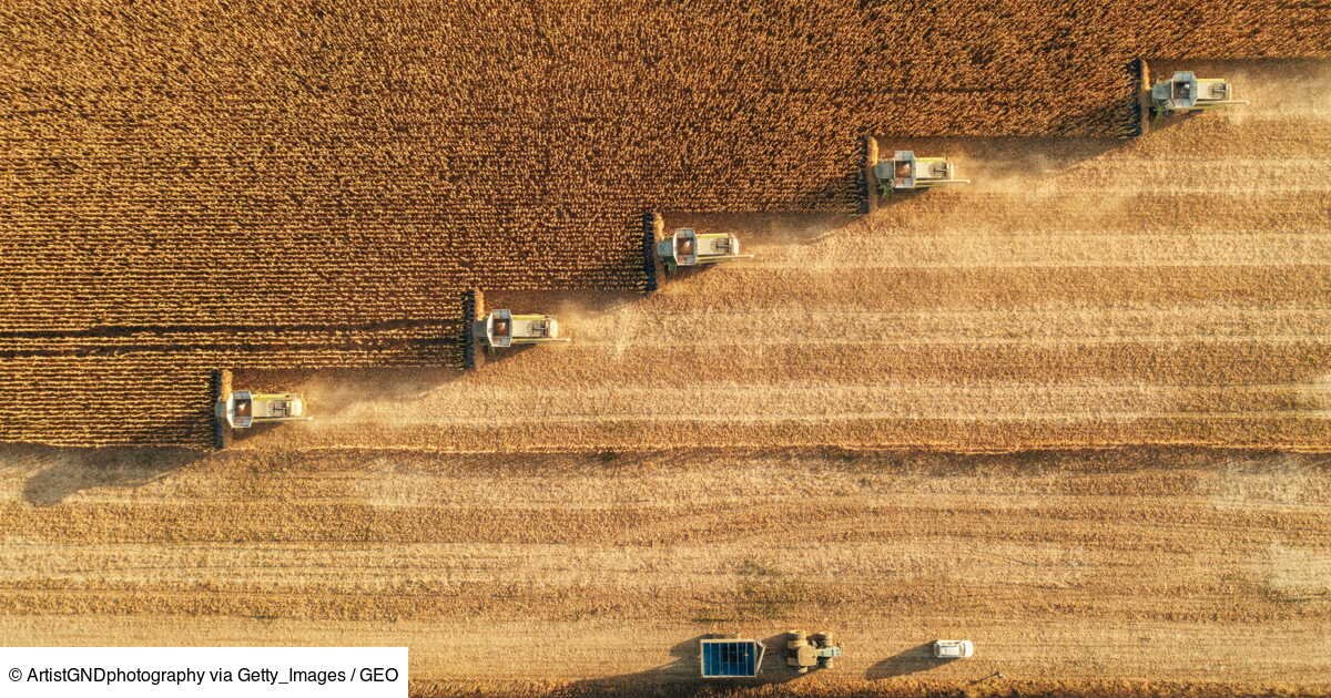 Une mutation modifiant le fonctionnement des racines offrirait l’espoir de réduire les engrais chimiques